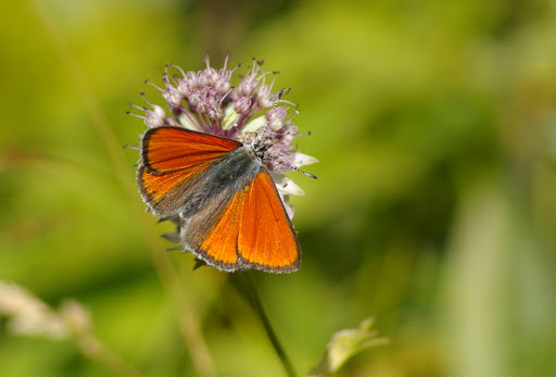 Paleochrysophanus hippothoe eurydame HOFFMANNSEGG, 1806, mâle. Super Sauze, 1960 m (Alpes-de-Haute-Provence), 4 août 2009. Photo : J.-M. Gayman
