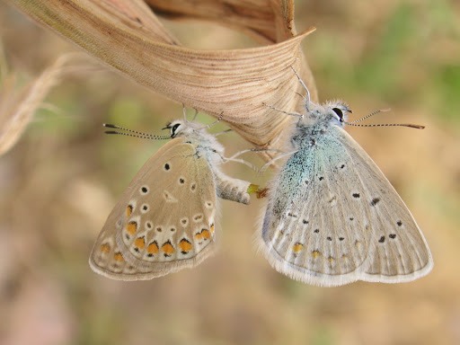 Couple de Polyommatus icarus ROTTEMBURG, 1775, Varzob (35 km nord de Dushanbe), 1505 m, 5.VII.2009, Tadjikistan. Photo : J.-F. Charmeux