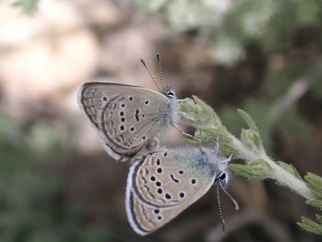 Couple de Turanana laspura EVANS, 1932, Jawshangoz, sud de Barchid, 3500 m, 13.VII.2009. Tadjikistan. Photo : J.-F. Charmeux