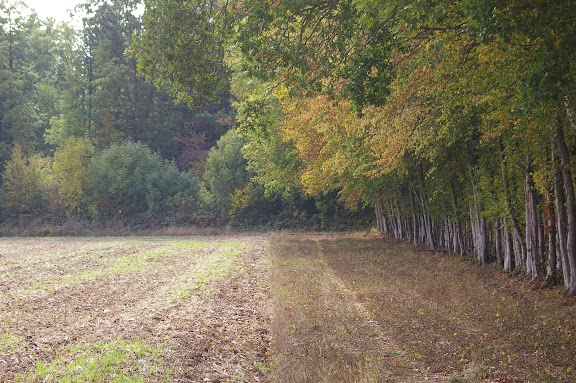 Lisière : champ et forêt. Les Hautes Lisières (Eure-et-Loir), 8 octobre 2009. Photo : J.-M. Gayman