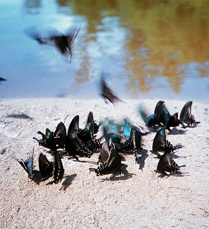 Rassemblement de Papilio maackii MÉNÉTRIES, 1859, sur la berge d'une rivière. Photo : Yuri Shibnev