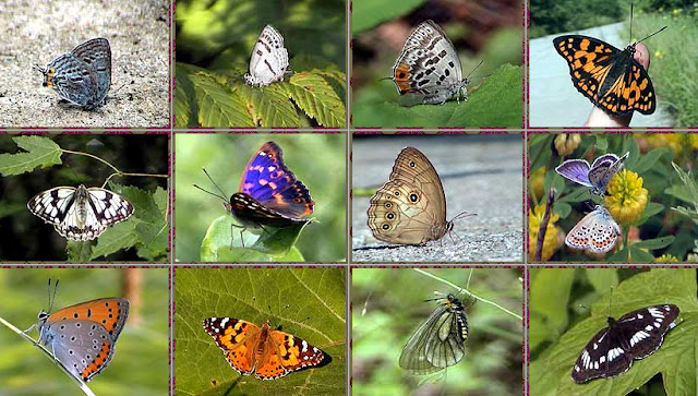 1a : Goldia pacifica DUBATULOV & KORSHUNOV, 1984, female - Monts Sinyi. 1b: Antigius attilia attilia BREMER, 1861 - Monts Sinyi. 1c : Antigius butleri FENTON, 1882 - Monts Sinyi. 1d : Sephisa princeps FIXSEN, 1887 - Monts Sinyi. 2a : Melanargia halimede MÉNÉTRIÈS, 1859 - Monts Sinyi. 2b : Apatura ilia praeclara BOLLOW, 1930 - Monts Sinyi. 2c : Ninguta schrenckii MÉNÉTRIÈS, 1859 - Monts Sinyi. 2d : Plebejus argus LINNAEUS, 1758 ?, mâles - Monts Sinyi. 3a : Thersamonolycaena dispar aurata LEECH, 1887 - Monts Sinyi. 3b : Vanessa cardui LINNAEUS, 1758 - Monts Sinyi. 3c : Parnassius stubbendorfIi MÉNÉTRIÈS, 1849, female - Monts Sinyi. 3d : Athymodes (Mimathyma) nycteis MÉNÉTRIÈS, 1858 - Monts Sinyi Photos : N. N. Balatskij