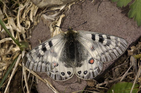 Parnassius (Koramius) delphius namangamus ELWES, 1886. Alabel Pass (3300 m), 28 juin 2006. Photo : E. Zinszner