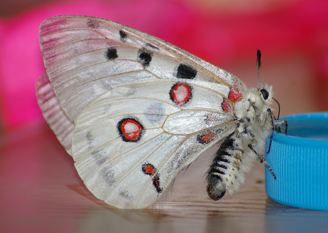 Alimentation d'un Parnassius (Parnassius) apollo merzbacheri FRUHSTORFER, 1906, capturé à Semenovka (Kungej Alatau) le 6 juillet 2006. Photo prise à Karakol, Kyrgyzstan, 8 juillet 2006. Photo : J.-M. Gayman