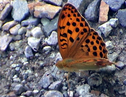 Brenthis daphne ochroleuca FRUHSTORFER, 1906, mâle. Monts Sinyi, Oussouri. Photo : N. N. Balatskij