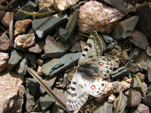 Été 2006 : Expédition au Kyrgyzistan - Parnassius delphius namangamus ELWES, 1886, Alabel Pass (3200 m), 28 juin 2006. Photo : E. Zinszner