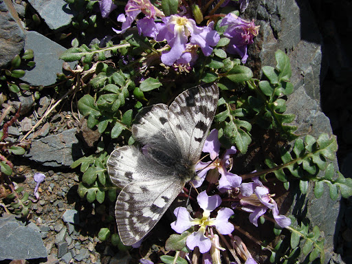 Parnassius patricius uzyngyrus WEISS, 1979, Alabel Pass, 28 juin 2006. Photo : E. Zinszner