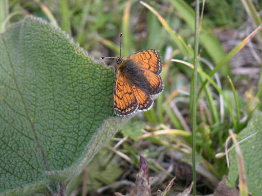 Été 2006 : Expédition au Kyrgyzistan - Melitaea asteroida asteroida STAUDINGER, 1887, Kyzyl Aksuu, Kungej Alatau, Kyrgyzistan (4 juillet 2006). Photo : F. Michel