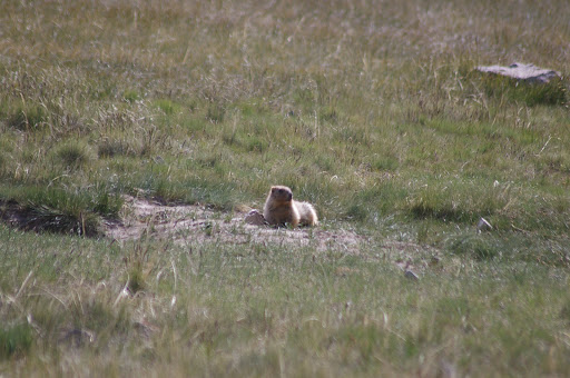 Marmotte (3400 m), 11 juillet 2006. Photo : J.-M. Gayman