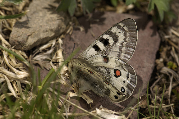 Parnassius (Koramius) delphius namangamus ELWES, 1886. Alabel Pass (3300 m), 28 juin 2006. Photo : B. Lalanne-Cassou