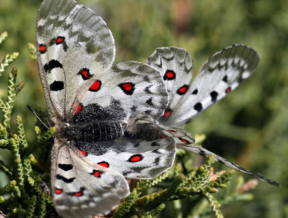 Parnassius (Parnassius) jacquemonti variabilis STICHEL, 1907. Alai, vallée de l'Allauddin, 2600 m. Kyrgyzistan, juin 2009. Photo : Alexej Yakovlev