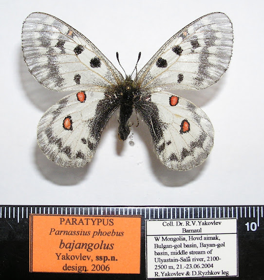 Parnassius phoebus bajangolus ssp. nova YAKOVLEV, 2006, holotype femelle. LT : Khovd dist., Mongolie occidentale. Photo : Roman Yakovlev