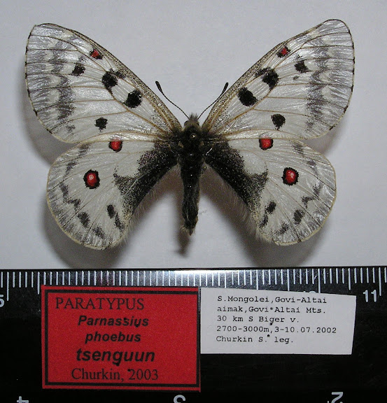 Parnassius phoebus tsenguun CHURKIN, 2003, femelle, paratype. Dist. de Govi-Altaï, SW de la Mongolie. Photo : R. Yakovlev.