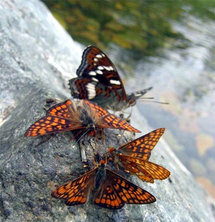 Euphydryas ichnea ichnea BOISDUVAL, 1833 et Limenitis populi ussuriensis STAUDINGER, 1887. Oussouri. Photo : Y. Berezhnoi