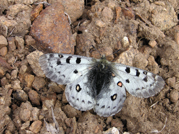 Parnassius (Parnassius) jacquemonti pamirus BANG-HAAS, 1927, mâle. Au-dessus de Kuh-i-Lal, Pamir occidental, 3800 m, Tadjikistan, 15 juillet 2007. Photo : F. Michel