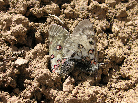 Accouplement de Parnassius jacquemonti pamirus, au-dessus de Kuh-i-Lal, Pamir occidental, 3800 m, Tadjikistan, 15 juillet 2007. Photo : F. Michel