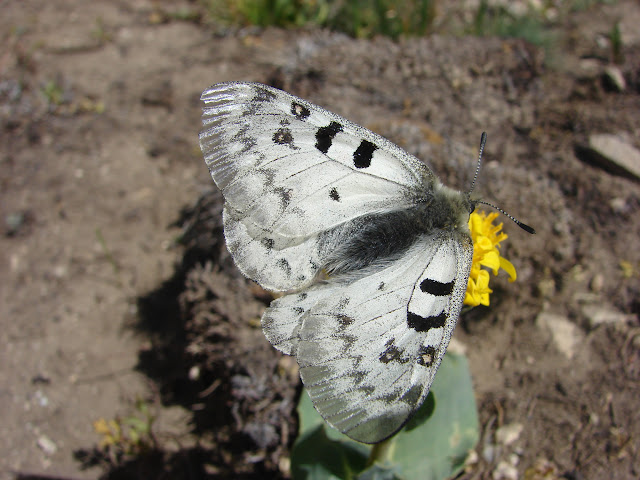 Parnassius (Parnassius) jacquemonti pamirus BANG-HAAS, 1927, mâle. Entre Jawshangoz et Jelondy, Pamir méridional, 19 juillet 2007. Photo : Emmanuel Zinszner