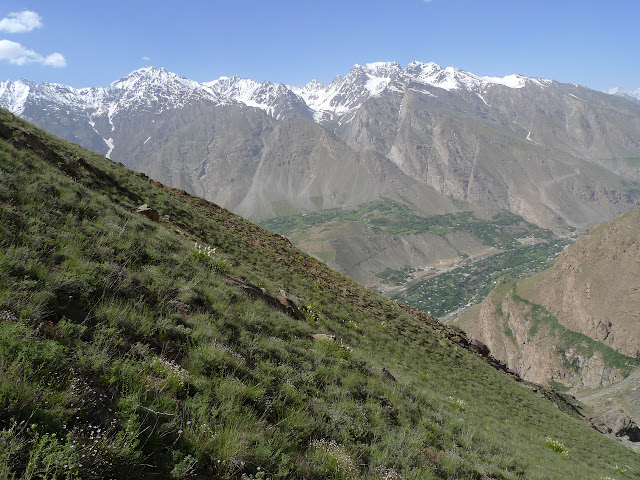 Biotope de Satyrium (Superflua) deria : Sangou-Dara, 2884 m (juste à l'est de Khorog, Pamir occidental), 10 juillet 2009. Photo : J.-F. Charmeux