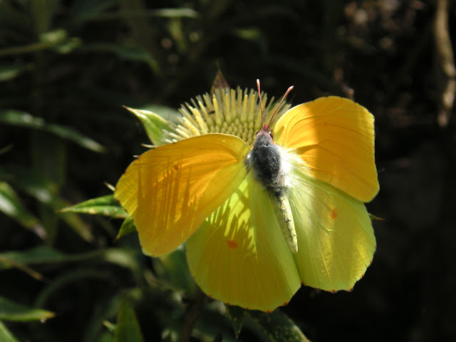 Goneteryx cleobule HÜBNER, 1824, mâle. Ténérife, Las Mercedes, 1000 m, 8.VIII.2009. Photo : J.-F. Charmeux