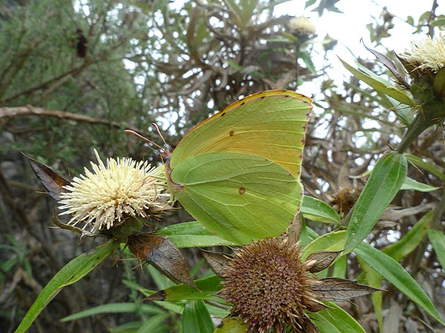 Goneteryx cleobule, HÜBNER, 1824, mâle. Ténérife, Las Mercedes, 1000 m, 15.VIII.2009. Photo : J.-F. Charmeux
