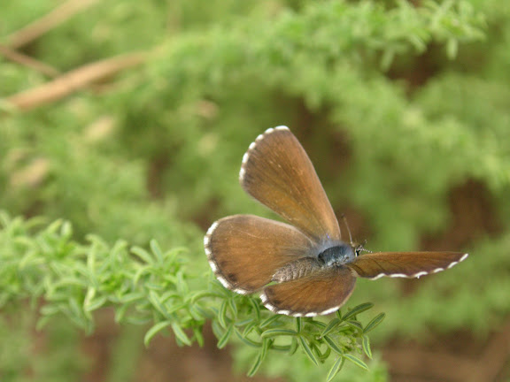 Cyclyrius webbianus BRULLÉ, 1840, femelle, Ténérife, Aguamansa, 1000 m,  6.VIII.2009. Photo : J.-F. Charmeux