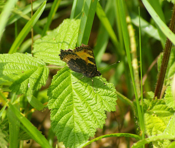 Aglais urticae LINNAEUS, 1758. Hautes-Lisières (Rouvres, 28), 10 juin 2010. Photo : J.-M. Gayman