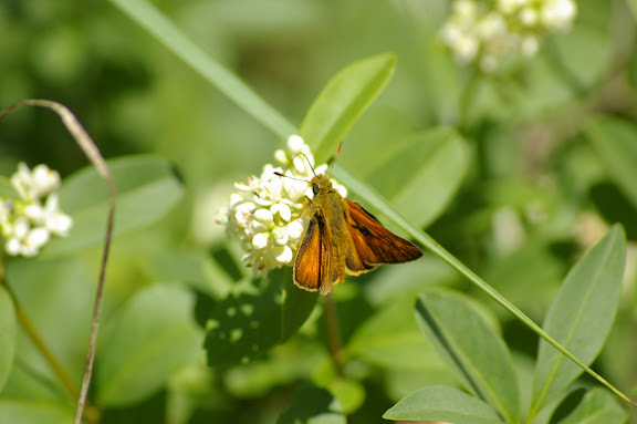 Ochlodes faunus, TURATI, 1905. Les Hautes-Lisières (Rouvres, 28), 11 juin 2010. Photo : J.-M. Gayman