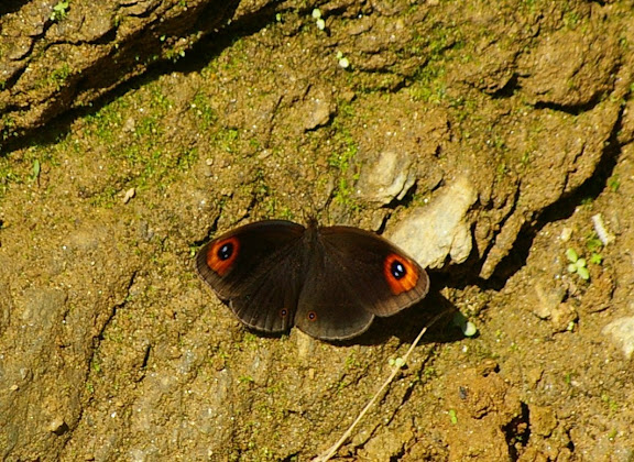 Callerebia polyphemus annadina WATKINS, 1927. Cang Shan (2400 m) au-dessus de Xizhou (Yunnan), 6 août 2010. Photo : J.-M. Gayman