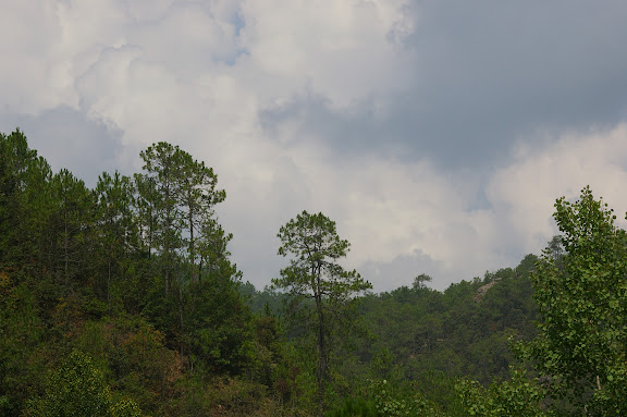 La forêt sur le Shibao Shan (2400 m) au-dessus de Shaxi (Yunnan), 8 août 2010. Photo : J.-M. Gayman