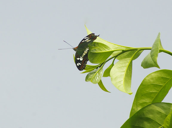 Moduza procris procris CRAMER, 1777. Jinghong (Xichuangbanna, Yunnan), 28 août 2010. Photo : J.-M. Gayman