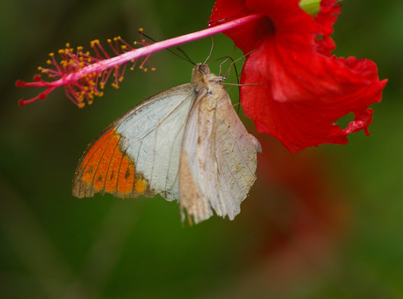 Hebomoia glaucippe glaucippe LINNAEUS, 1758, mâle. Jinghong (Xichuangbanna, Yunnan), 29 août 2010. Photo : J.-M. Gayman