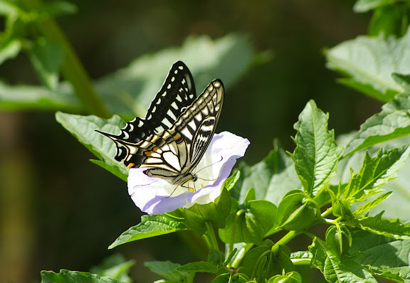 Papilio xuthus LINNAEUS, 1767 (2500 m). Baisha (Nord de Lijiang, Yunnan), 19 août 2010. Photo : J.-M. Gayman