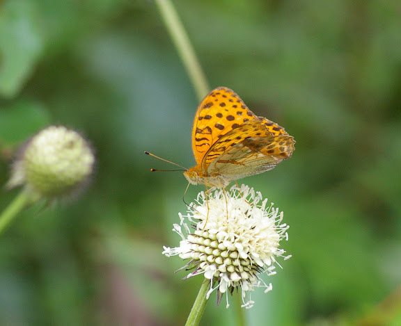 Argyronome laodice rudra MOORE, 1858. Yulong (2700 m), 21 août 2010. Photo : J.-M. Gayman