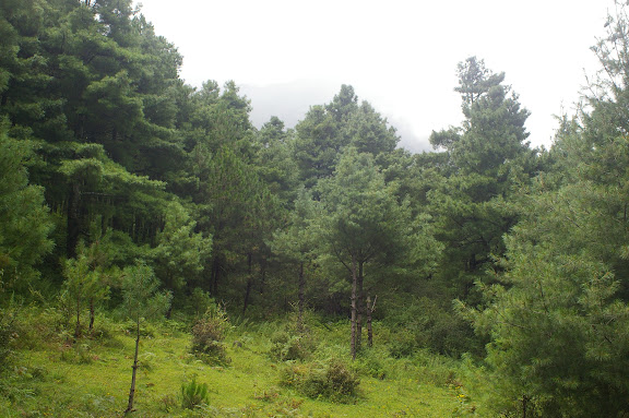 La forêt au-dessus de Yulong (2700 m). 21 août 2010. Photo : J.-M. Gayman