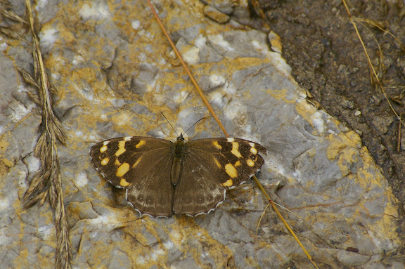 Tatinga thibetanus tonpa YOSHINO, 1998, femelle. Shangri-la (Zhongdian), 3400 m (Yunnan), 23 août 2010. Photo : J.-M. Gayman