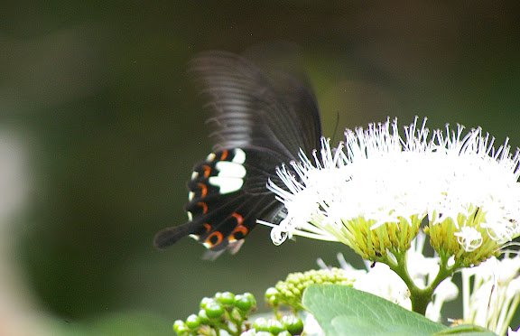Papilio helenus helenus LINNAEUS, 1758, mâle. Jinghong (600 m), Xichuangbanna (Yunnan), 24 août 2010. Photo : J.-M. Gayman
