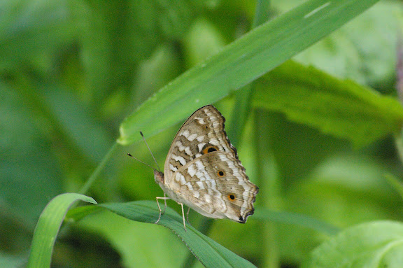 Junonia lemonias LINNAEUS, 1758. Mandian, Xichuangbanna (Yunnan), 25 août 2010. Photo : J.-M. Gayman