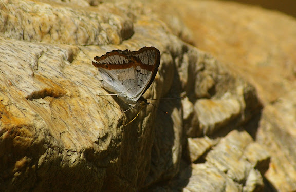 Mimathyma (Apatura) ambica miranda FRUHSTORFER, 1902. Cascade de Mandian (900 m), Xichuangbanna (Yunnan), 25 août 2010. Photo : J.-M. Gayman