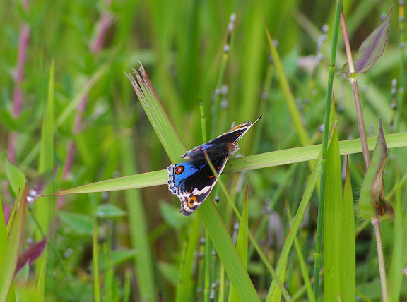 Junonia orythia LINNAEUS, 1758, mâle (2000 m). Shigu (Yunnan), 23 août 2010. Photo : J.-M. Gayman