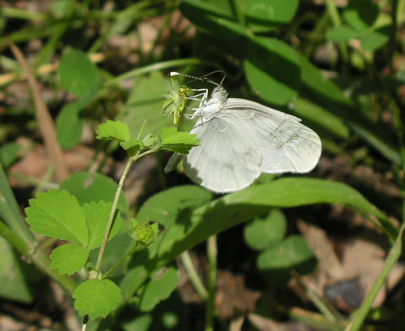 Rhopalocères de l'Oussouri (Primorye) - Leptidea amurensis MÉNÉTRIÈS, 1859. 6 km au sud d'Anisimovka, 19 juillet 2010. Photo : J. Michel