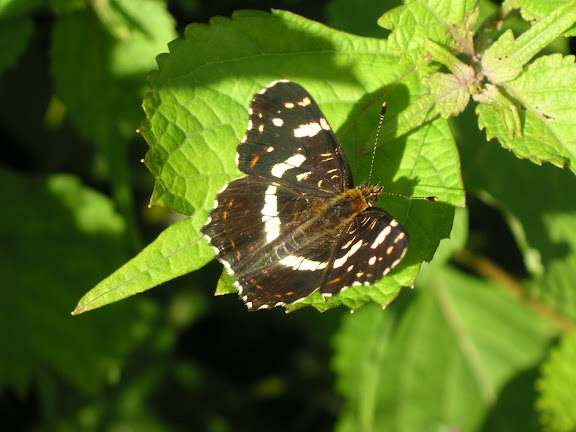 Rhopalocères de l'Oussouri (Primorye) - Araschnia levana LINNAEUS, 1758. 4 km à l'ouest d'Anisimovka, 20 juillet 2010. Photo : J. Michel