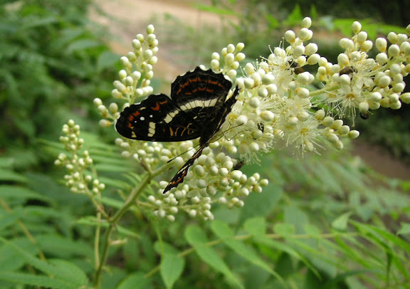 Rhopalocères de l'Oussouri (Primorye) - Araschnia burejana BREMER, 1861, mâle. Extrémité sud de la péninsule de Gamova, 30 juillet 2010. Photo : J. Michel