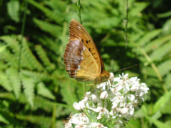 Rhopalocères de l'Oussouri (Primorye) - Argyronome ruslana ruslana MOTSCHULSKY, 1866. Extrémité sud de la péninsule de Gamova, 29 juillet 2010. Photo : J. Michel