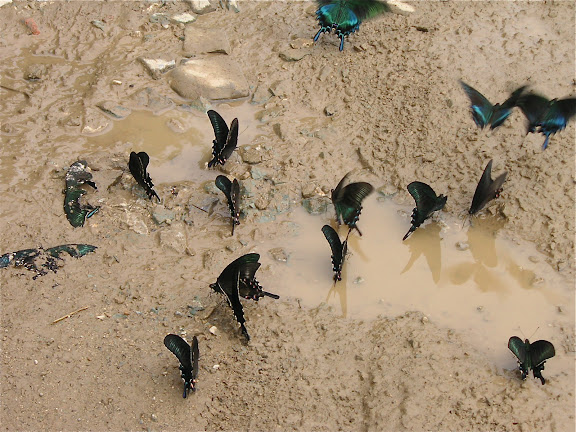 Rhopalocères de l'Oussouri (Primorye) - Papilio maackii MÉNÉTRIÈS, 1859. 6 km au sud d'Anisimovka, 20 juillet 2010. Photo : J. Michel