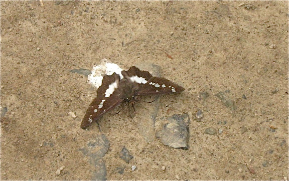 Satarupa nymphalis SPEYER, 1879 (Hesperiidae). 6 km au sud d'Anisimovka, 21 juillet 2010. Photo : J. Michel