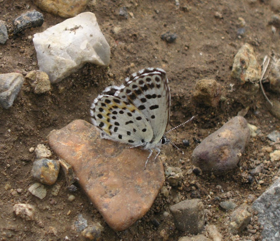 Rhopalocères de l'Oussouri (Primorye) - Scolitantides orion PALLAS, 1771. 5 km de Dal'negorsk vers Monomakhovo, 26 juillet 2010. Photo : J. Michel