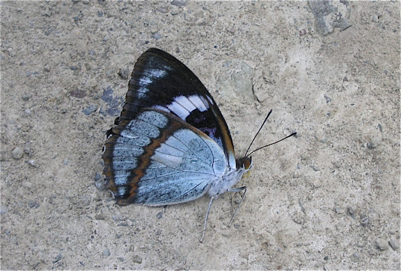 Rhopalocères de l'Oussouri (Primorye) - Mimathyma (Chitoria) schrenckii MÉNÉTRIÈS, 1859. 6 km au sud d'Anisimovka, 19 juillet 2010. Photo : J. Michel