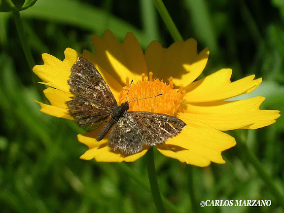 Adelotypa tinea BATES, 1868 (Riodinidae). Foto en Ciudad de Buenos Aires, Facultad de Agronomia Jardin Botanico, noviembre 2009. Carlos Marzano