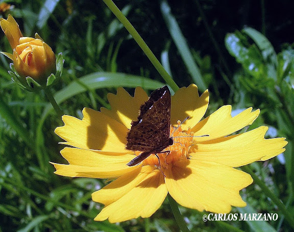 Adelotypa tinea BATES, 1868 (Riodinidae). Foto en Ciudad de Buenos Aires, Facultad de Agronomia Jardin Botanico, noviembre 2009. Carlos Marzano