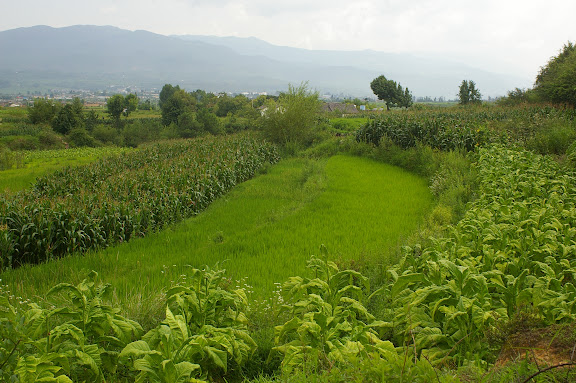 Rizières, champs de maïs et de tabac, près de Shaxi (Yunnan), 8 août 2010. Photo : J.-M. Gayman
